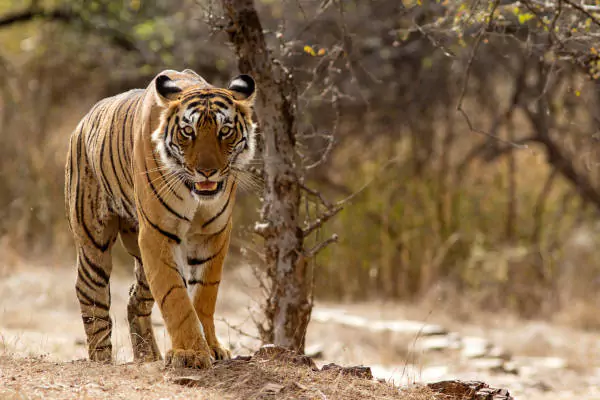 Classic Rajasthan Tour